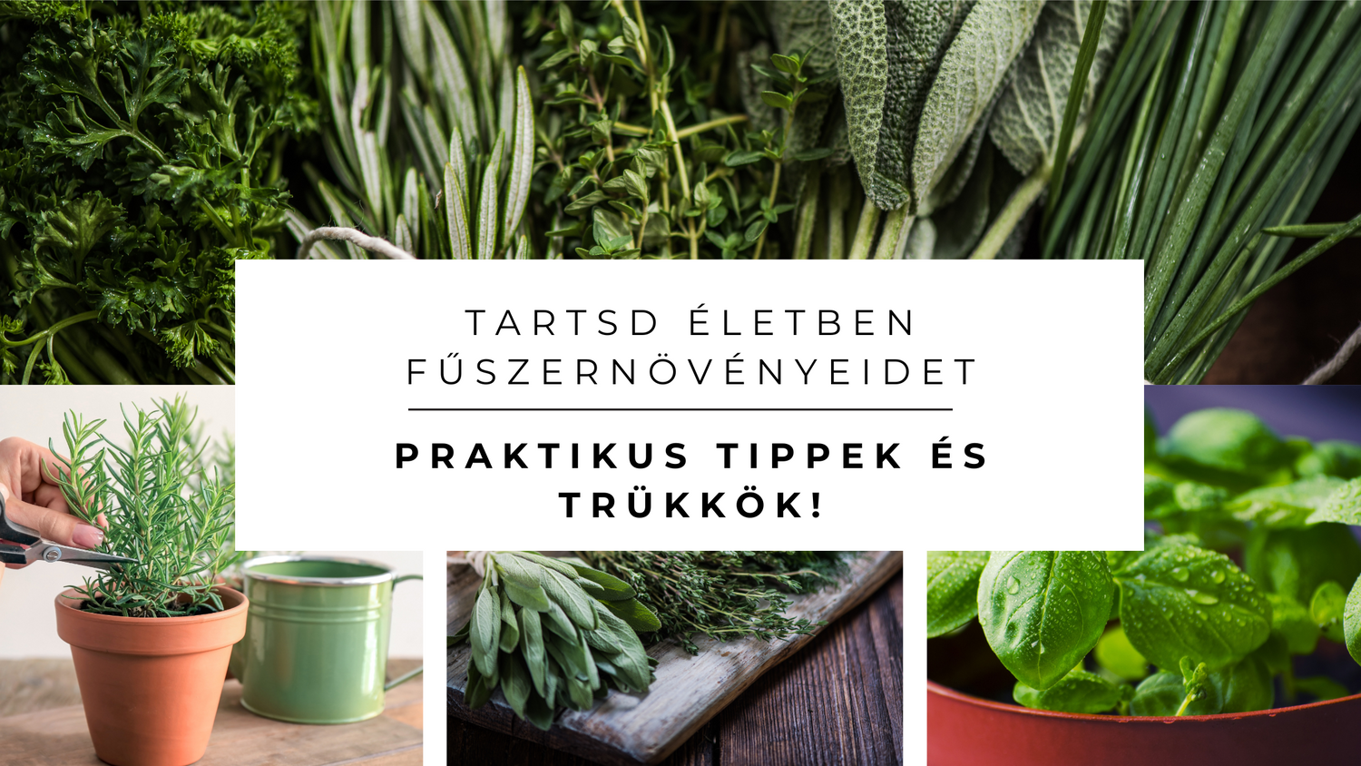 Hogyan gondozd fűszernövényeidet otthon? Praktikus tippek és trükkök!