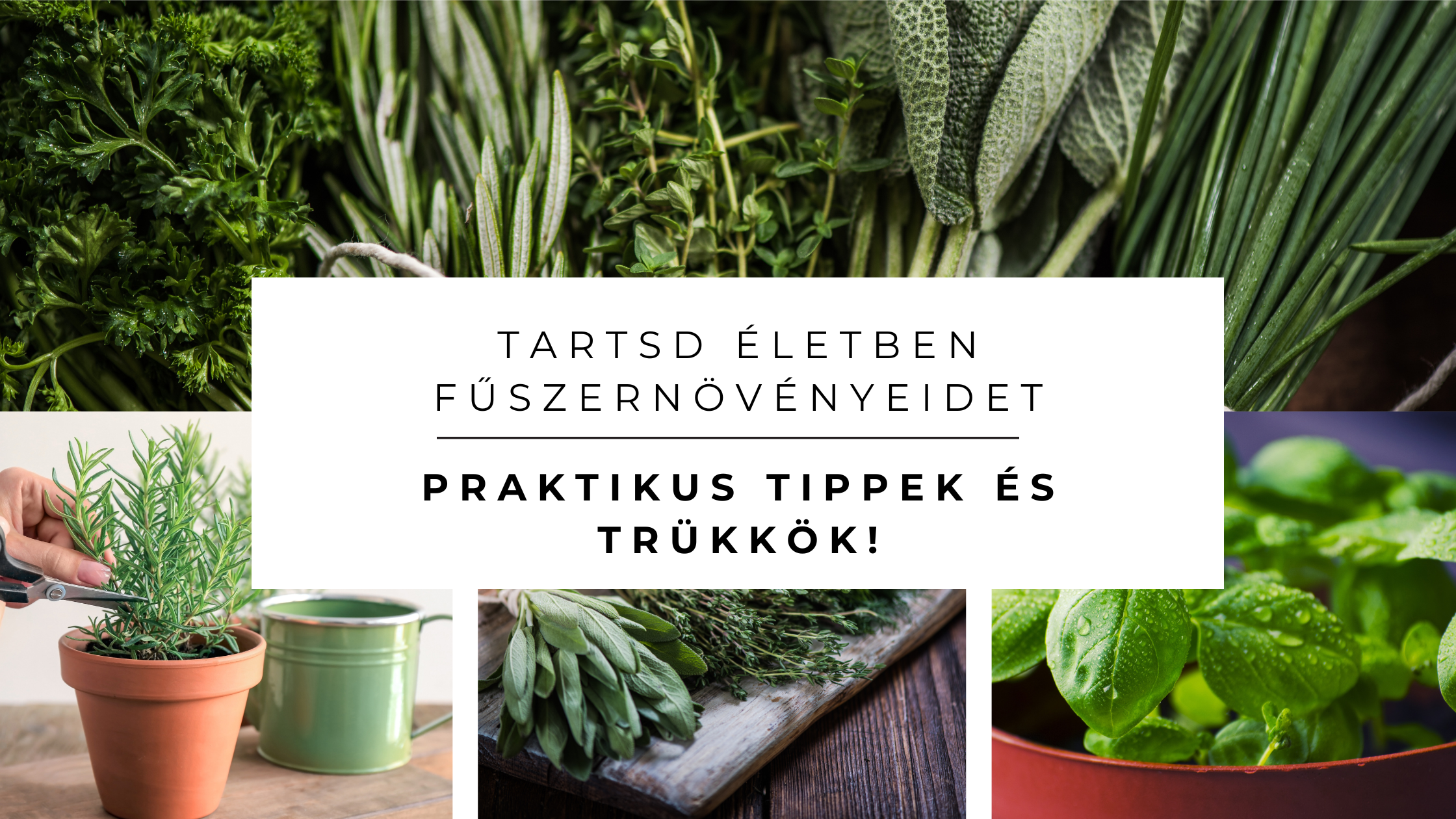 Hogyan gondozd fűszernövényeidet otthon? Praktikus tippek és trükkök!
