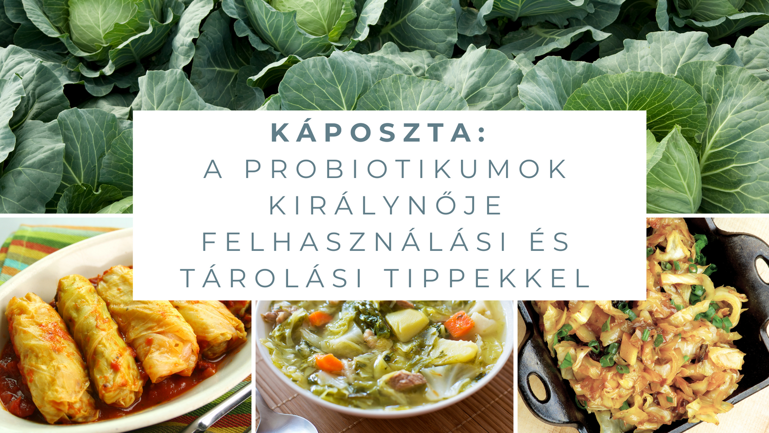 Káposzta: A probiotikumok királynője felhasználási és tárolási tippekkel