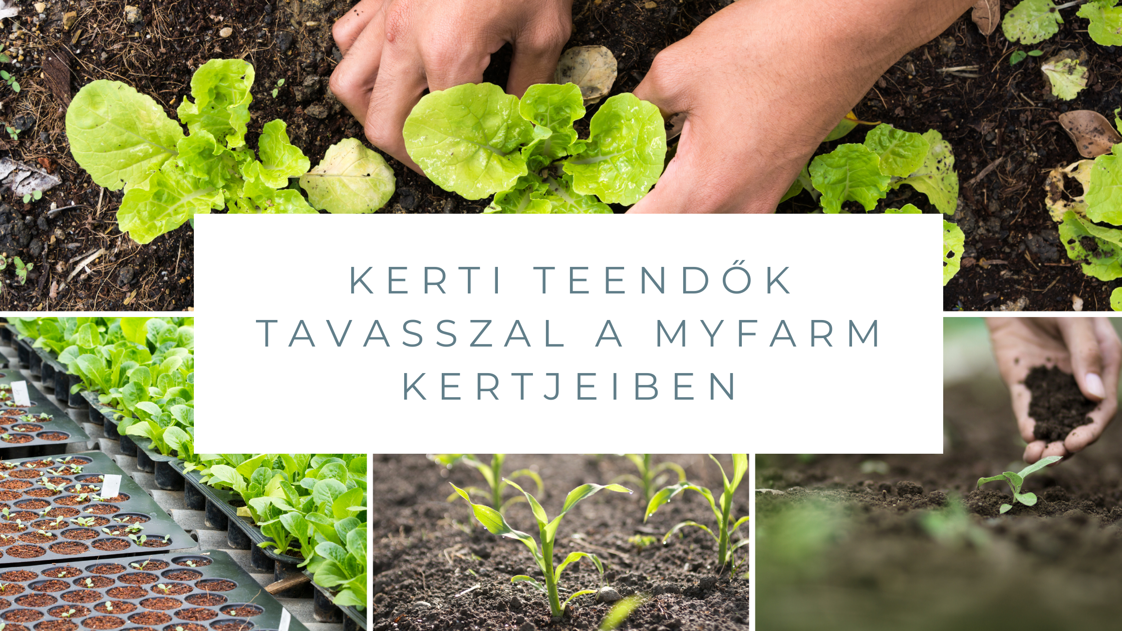 A tél lassan búcsúzik – a kertben már készülünk a tavaszra! 🌱❄️
