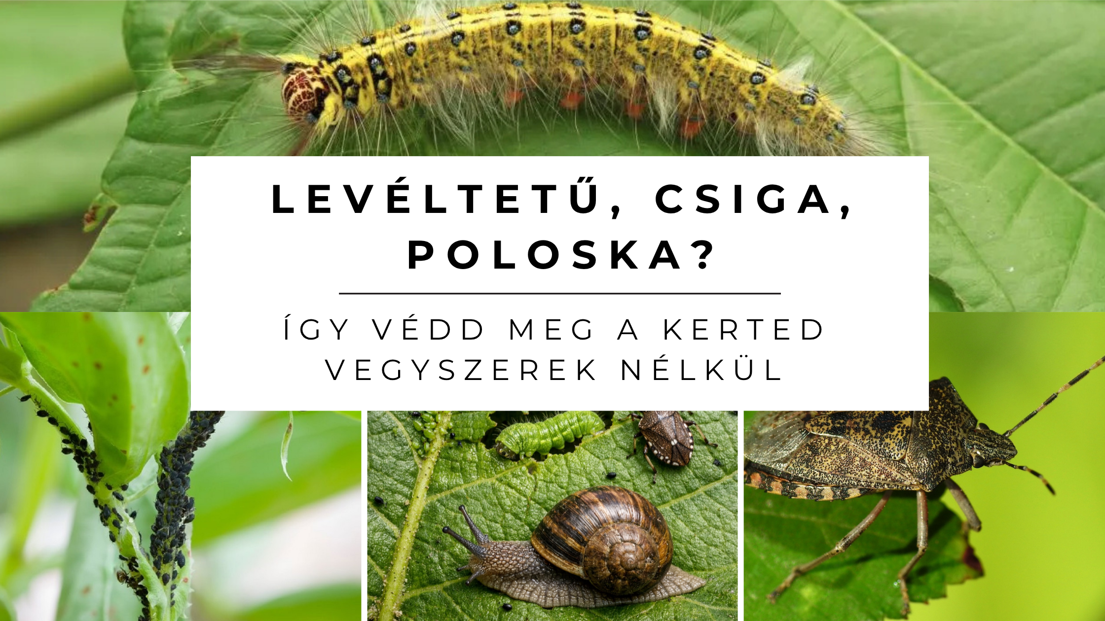 Levéltetű, csiga, poloska? Vegyszermentes tippek a kártevők ellen!