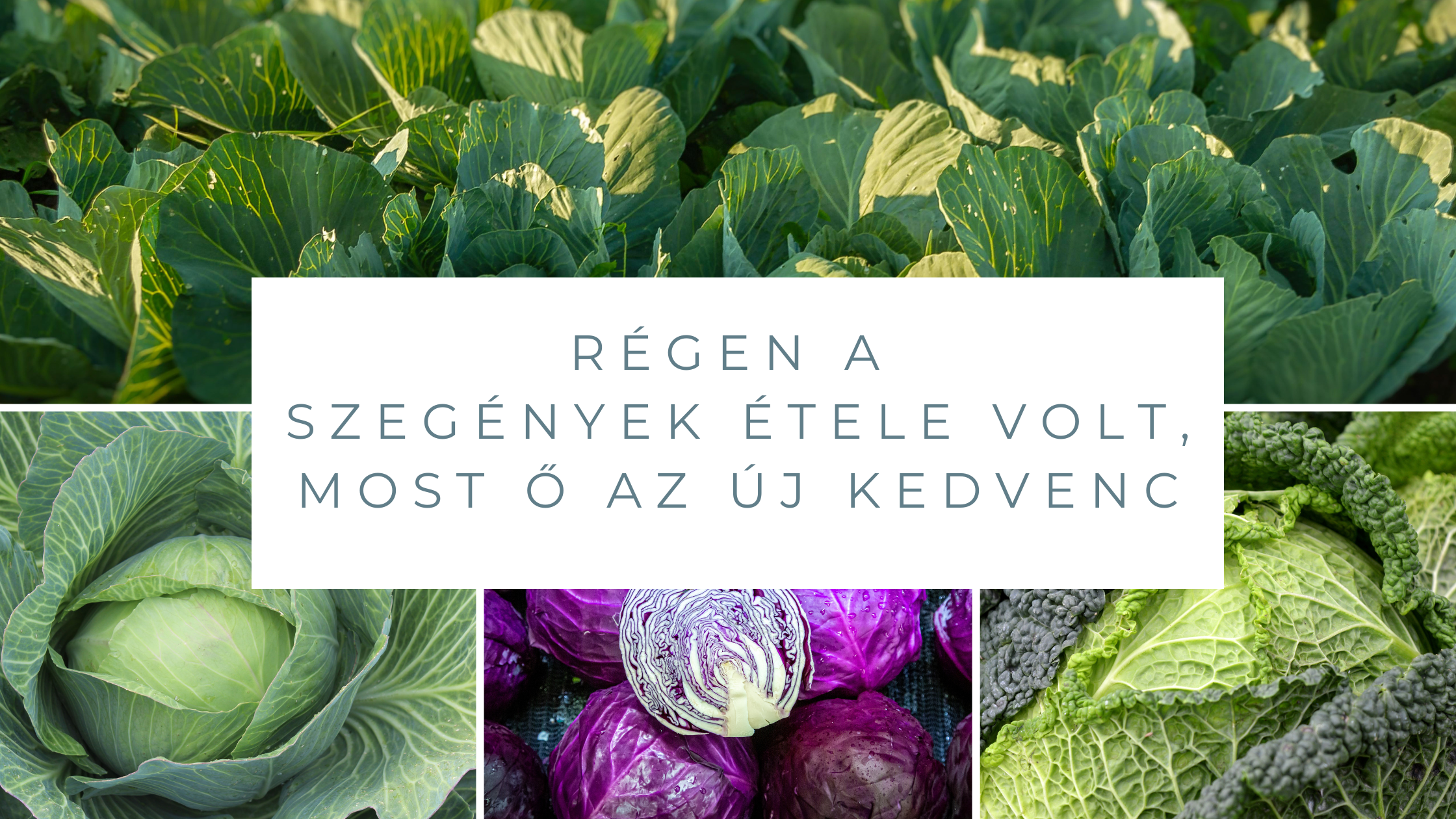 Régen a szegények étele volt, ma az egyik legmenőbb zöldség