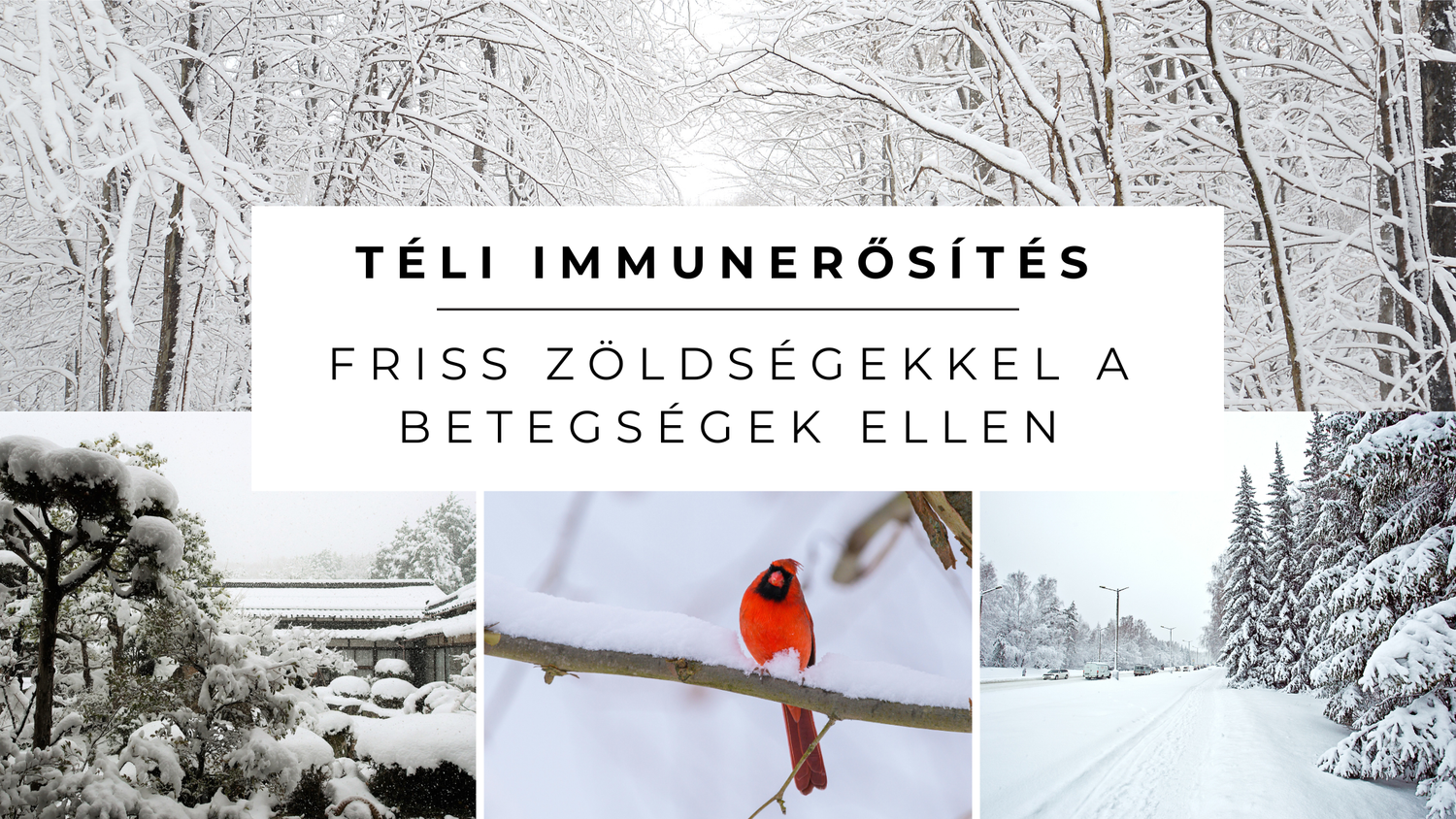 Januári kerti munkák – mit érdemes elvégezni, amikor a kert pihen?