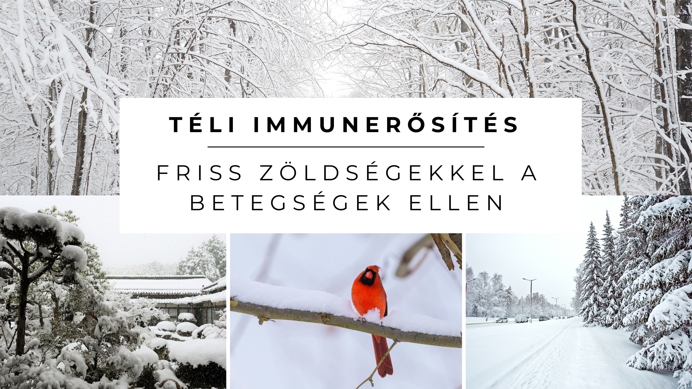 Januári kerti munkák – mit érdemes elvégezni, amikor a kert pihen?