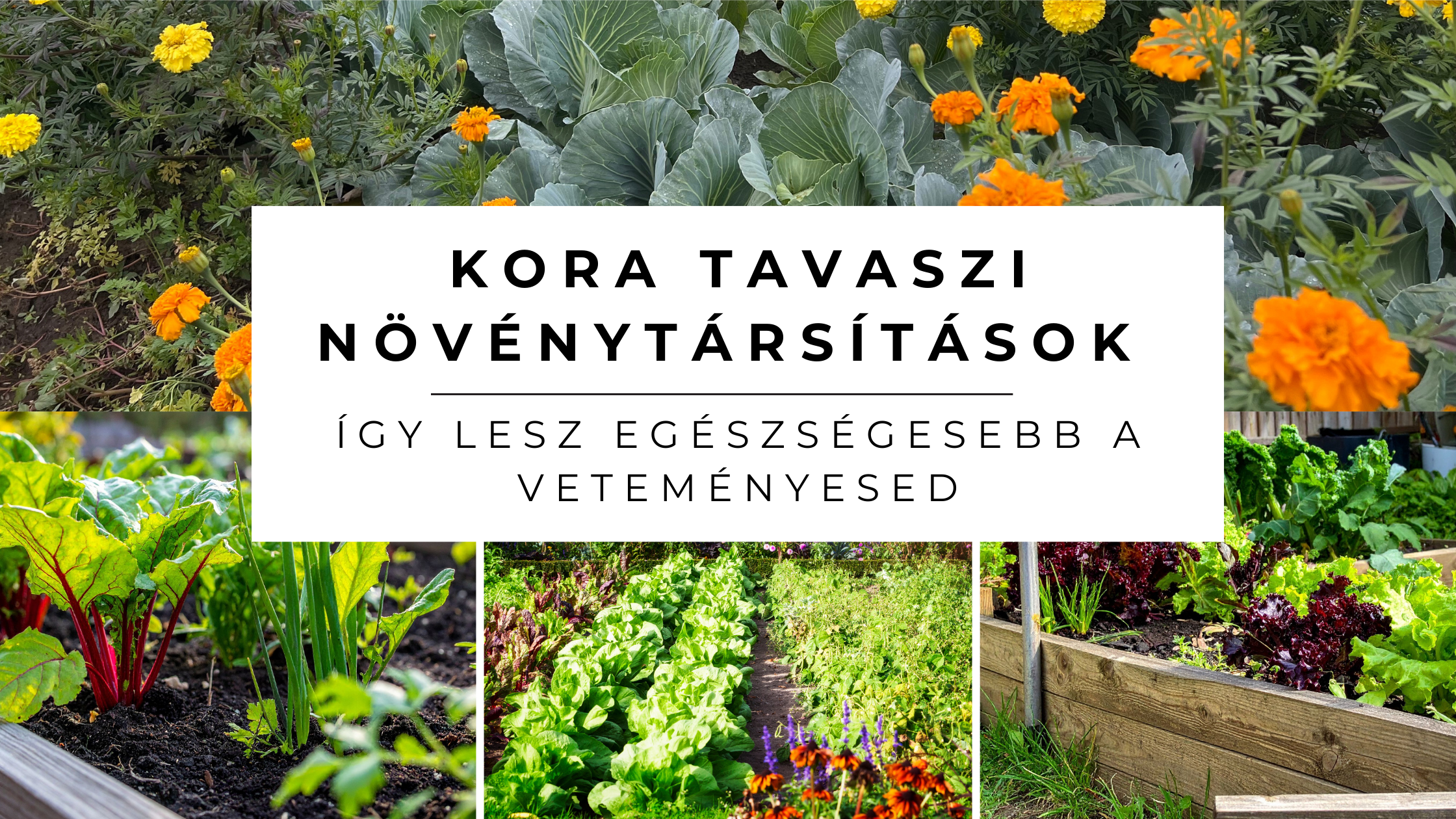 Kora tavaszi növénytársítások – így lesz egészségesebb a veteményesed