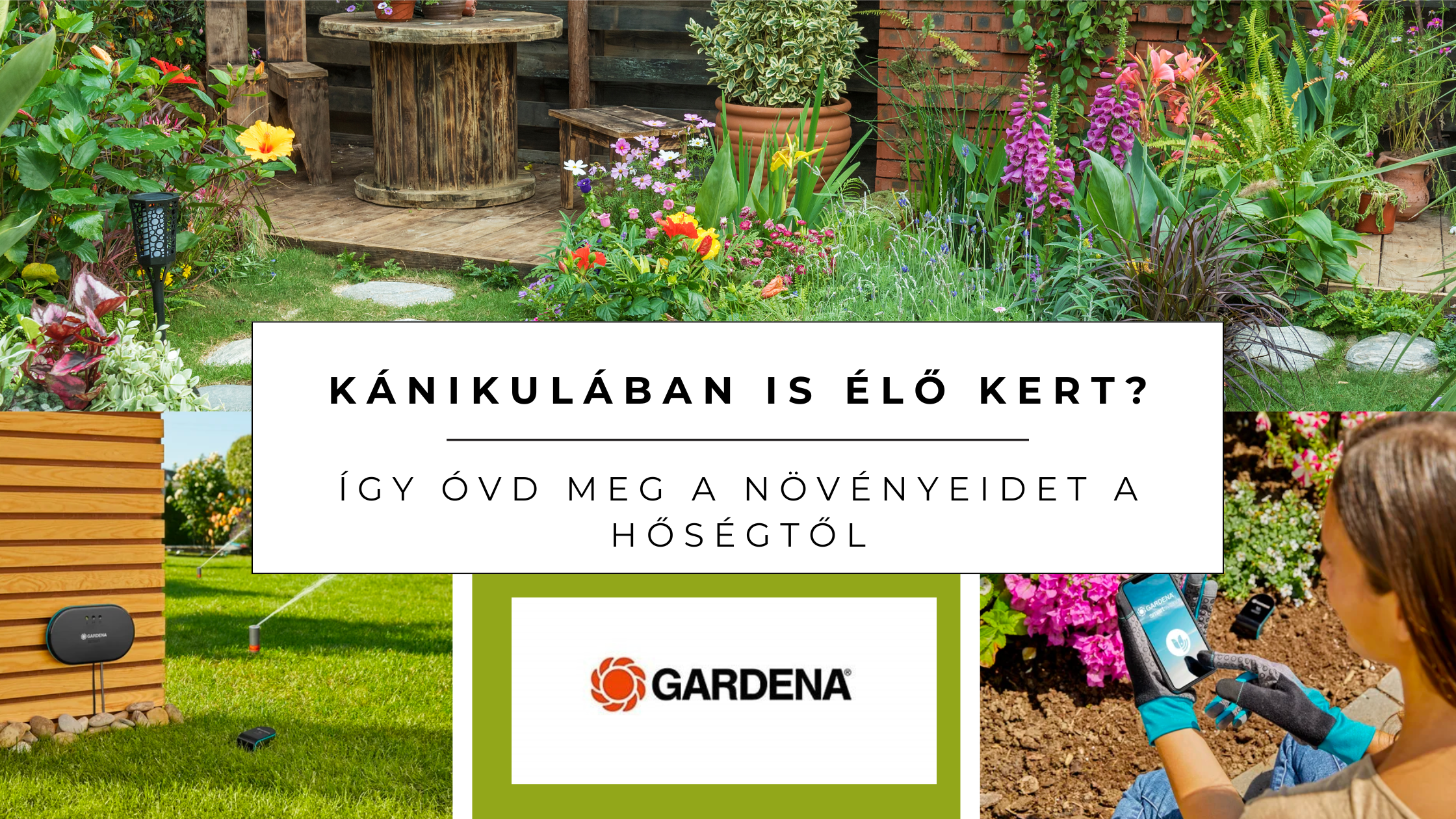 ☀️ Kánikulában is élő kert? Így óvd meg a növényeidet a hőségtől