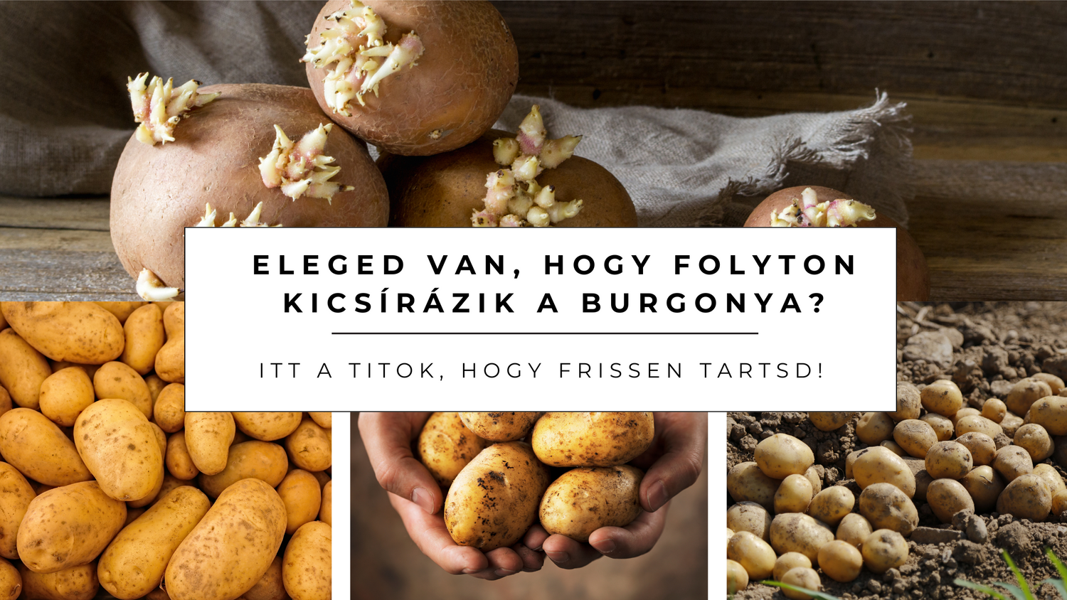 Eleged van, hogy folyton kicsírázik a burgonya? Itt a titok, hogy frissen tartsd!