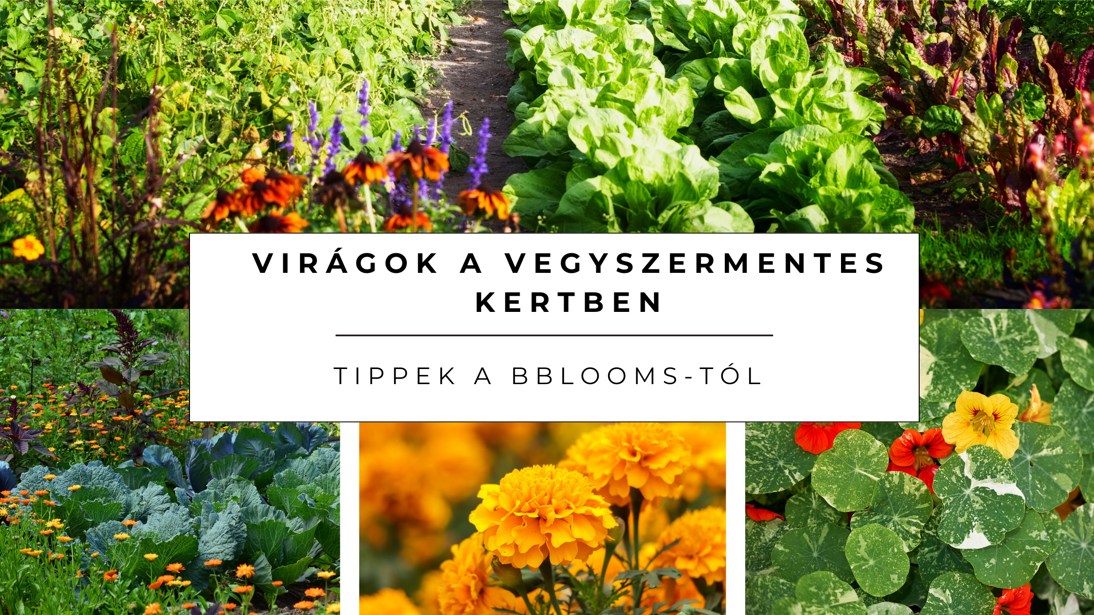 Virágok a vegyszermentes kertben