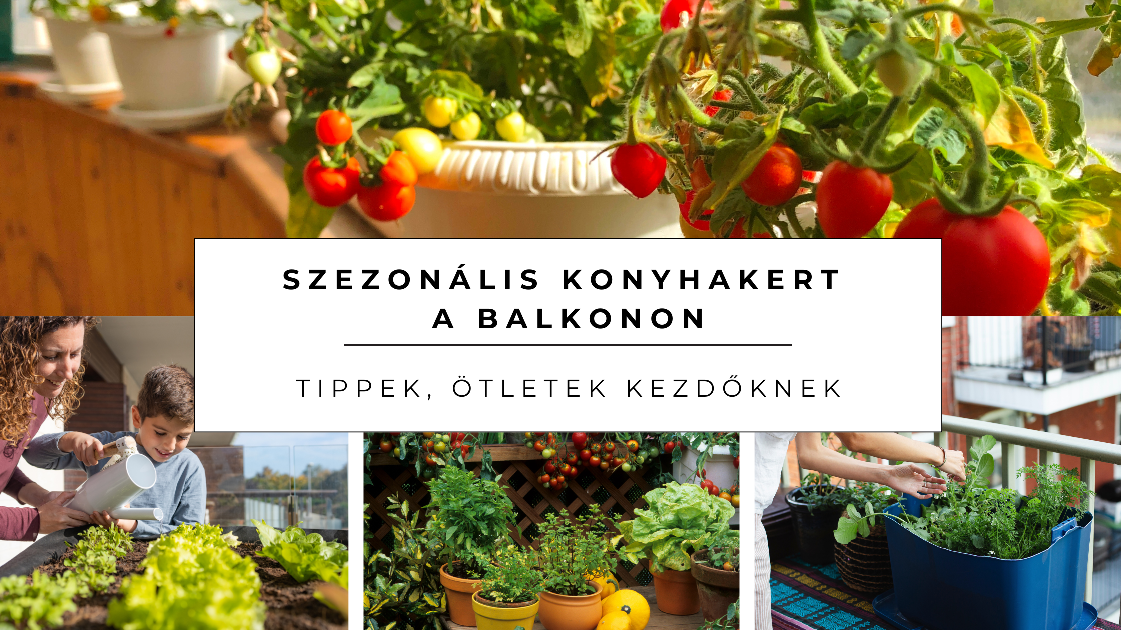 Szezonális konyhakert a balkonon – tippek, ötletek kezdőknek