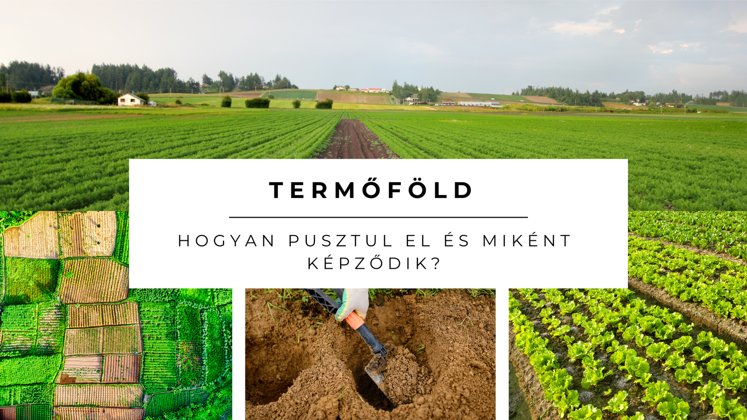 Hogyan pusztul el és miként képződik a termőföld?