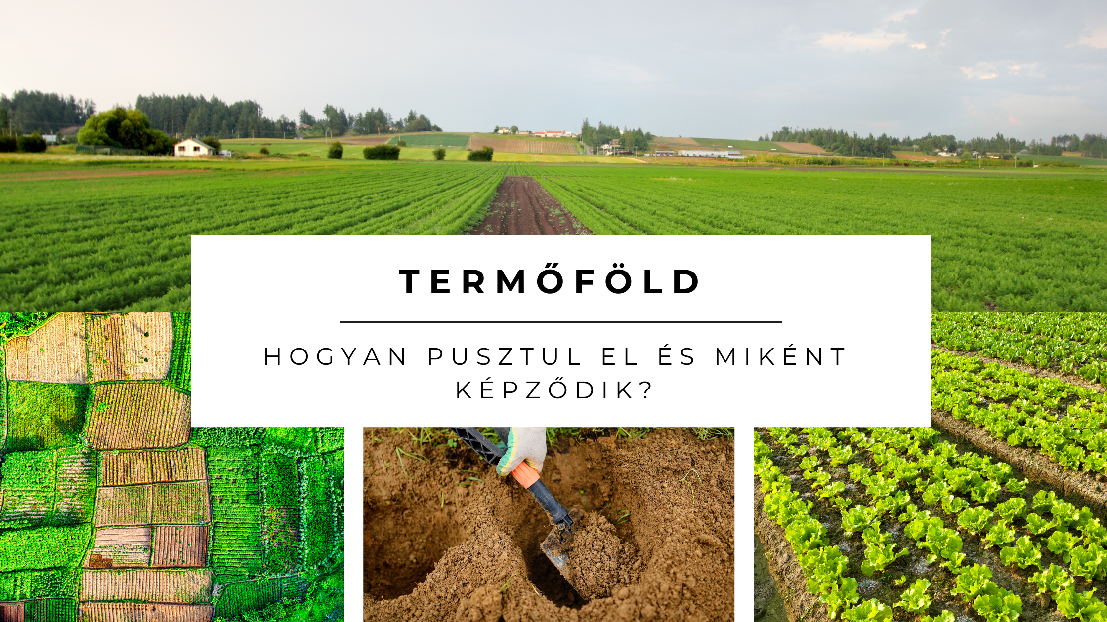 Hogyan pusztul el és miként képződik a termőföld?