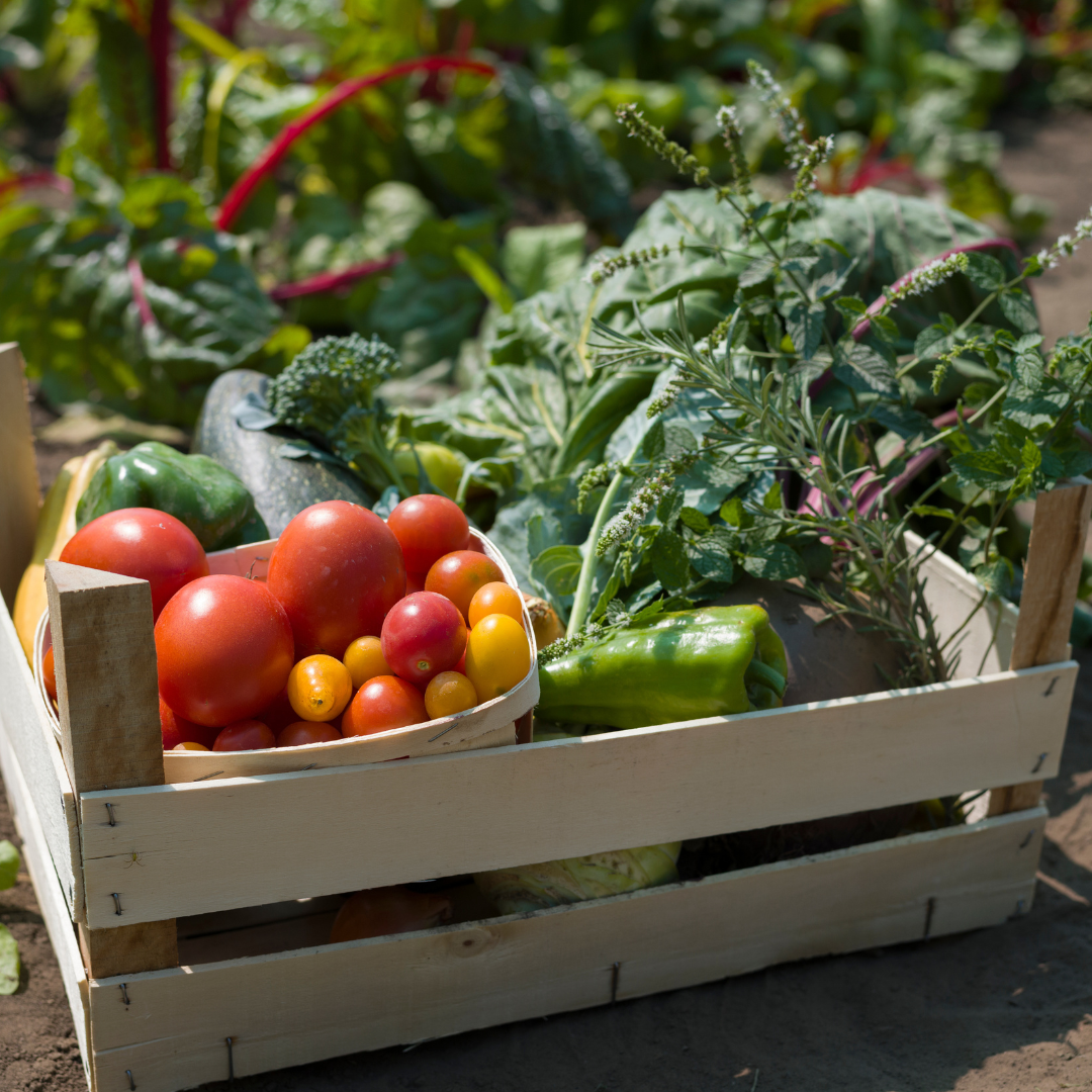 MyFarm Zöldség kosár - Nyári előfizetés 2026